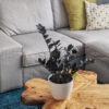 Calathea Rufibarba - Imagen 2